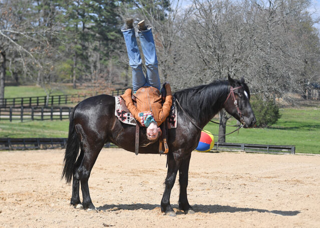 019-Jet-Black-Friesian-cross-gelding-for-sale