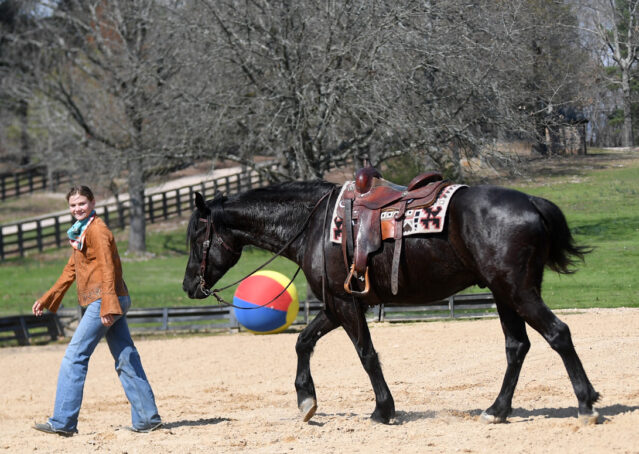 020-Jet-Black-Friesian-cross-gelding-for-sale