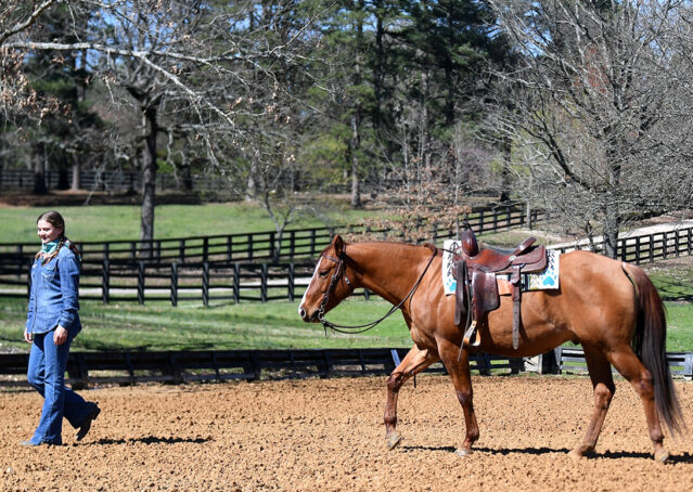 021-Browsin-AQHA-Red-Dun-Gelding-For-Sale