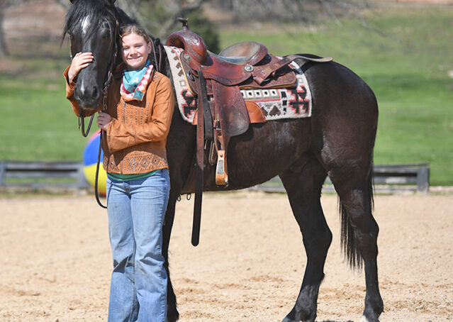 021-Jet-Black-Friesian-cross-gelding-for-sale