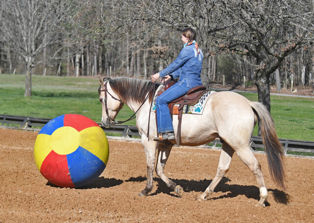 022-Harley-Buckskin-Quarter-Horse-Gelding-Trail-trails