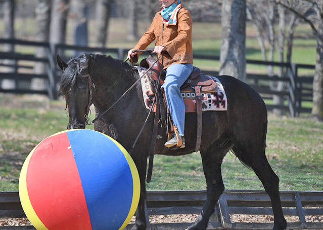 022-Jet-Black-Friesian-cross-gelding-for-sale