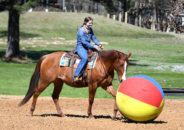 024-Browsin-AQHA-Red-Dun-Gelding-For-Sale