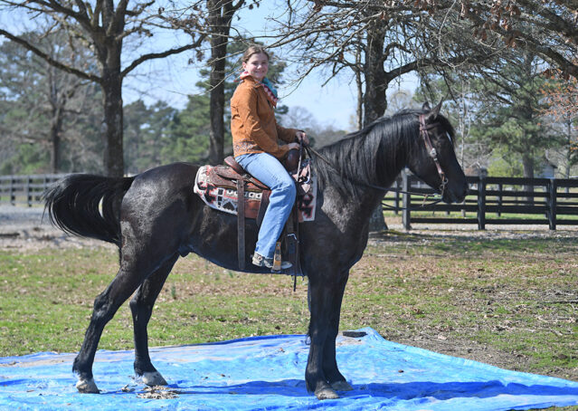 024-Jet-Black-Friesian-cross-gelding-for-sale