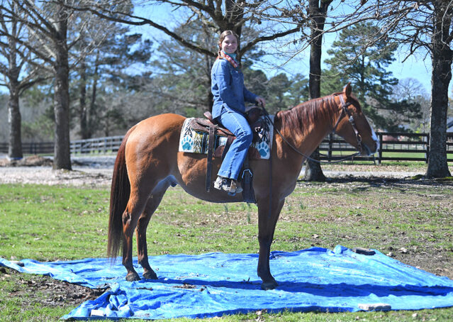 025-Browsin-AQHA-Red-Dun-Gelding-For-Sale