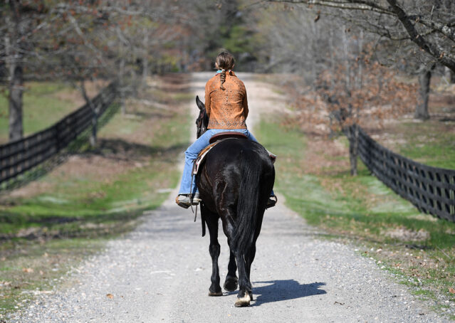 025-Jet-Black-Friesian-cross-gelding-for-sale