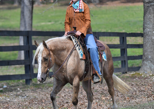 027-Davis-AQHA-Golden-Palomino-Flaxen-blonde-trails-arena-reining-ranch-kids-family-husband-quiet-bombproof
