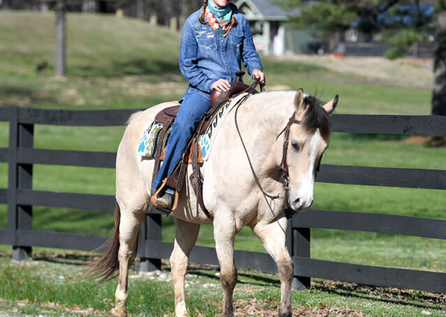 027-Harley-Buckskin-Quarter-Horse-Gelding-Trail-trails