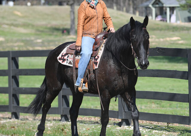 027-Jet-Black-Friesian-cross-gelding-for-sale