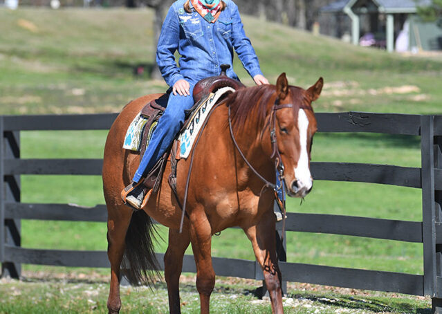 028-Browsin-AQHA-Red-Dun-Gelding-For-Sale