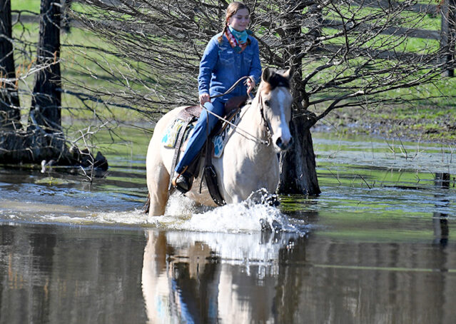 028-Harley-Buckskin-Quarter-Horse-Gelding-Trail-trails