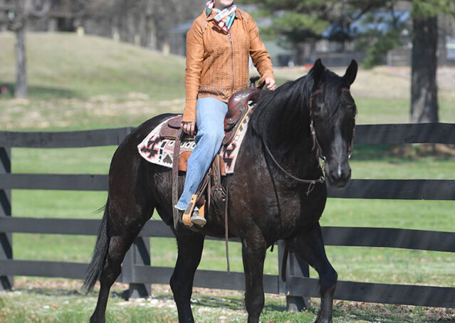 028-Jet-Black-Friesian-cross-gelding-for-sale