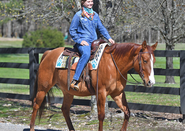 029-Browsin-AQHA-Red-Dun-Gelding-For-Sale