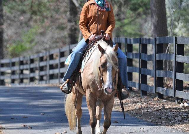 029-Davis-AQHA-Golden-Palomino-Flaxen-blonde-trails-arena-reining-ranch-kids-family-husband-quiet-bombproof