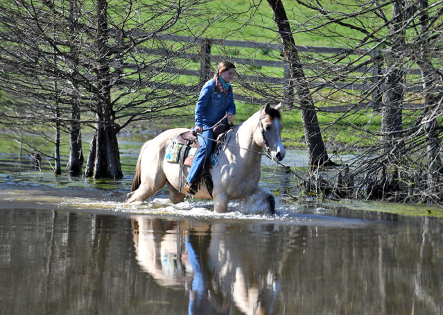 029-Harley-Buckskin-Quarter-Horse-Gelding-Trail-trails