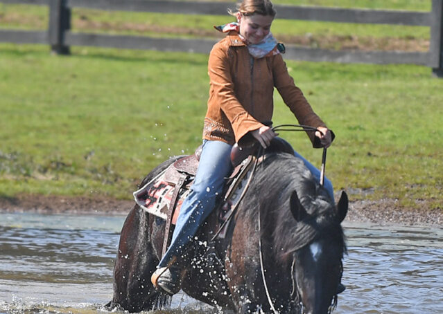 029-Jet-Black-Friesian-cross-gelding-for-sale