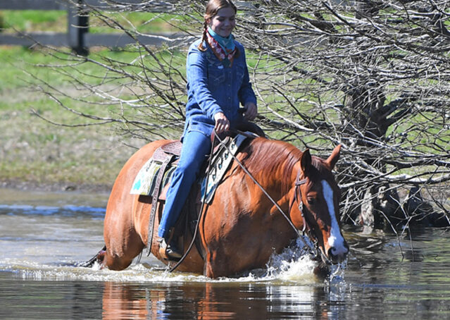 030-Browsin-AQHA-Red-Dun-Gelding-For-Sale