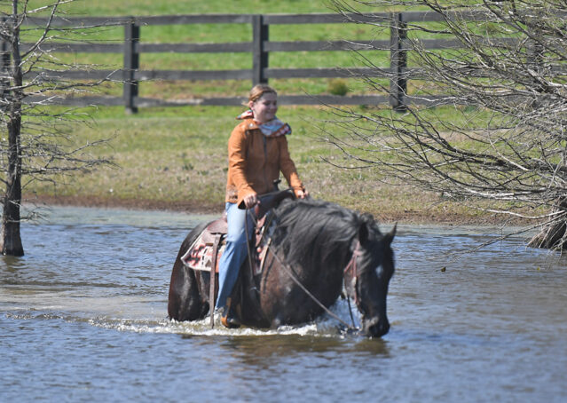 030-Jet-Black-Friesian-cross-gelding-for-sale