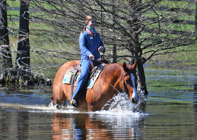 031-Browsin-AQHA-Red-Dun-Gelding-For-Sale