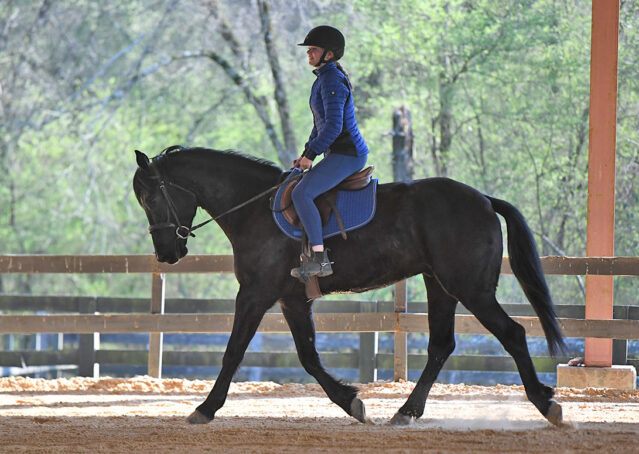 031-Jet-Black-Friesian-cross-gelding-for-sale
