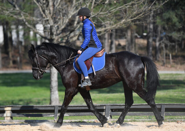 032-Jet-Black-Friesian-cross-gelding-for-sale