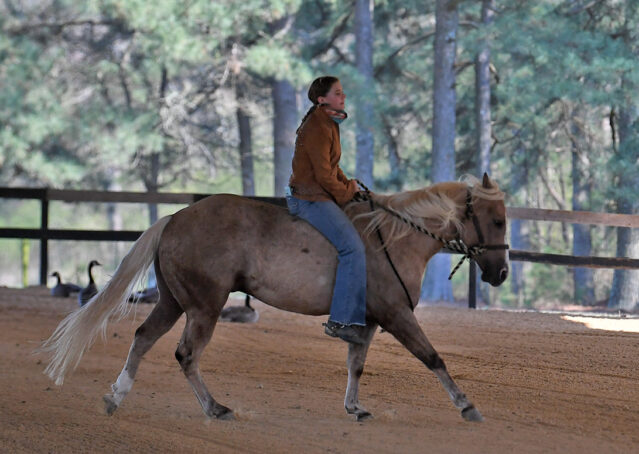 034-Davis-AQHA-Golden-Palomino-Flaxen-blonde-trails-arena-reining-ranch-kids-family-husband-quiet-bombproof