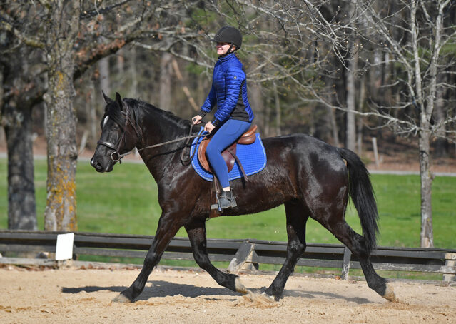 034-Jet-Black-Friesian-cross-gelding-for-sale