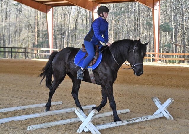 035-Jet-Black-Friesian-cross-gelding-for-sale