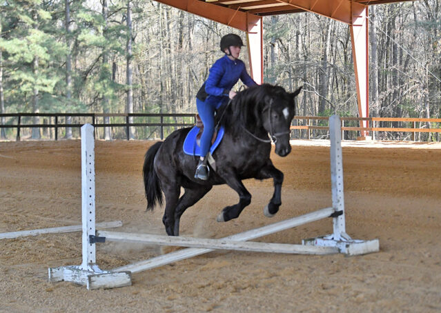 036-Jet-Black-Friesian-cross-gelding-for-sale