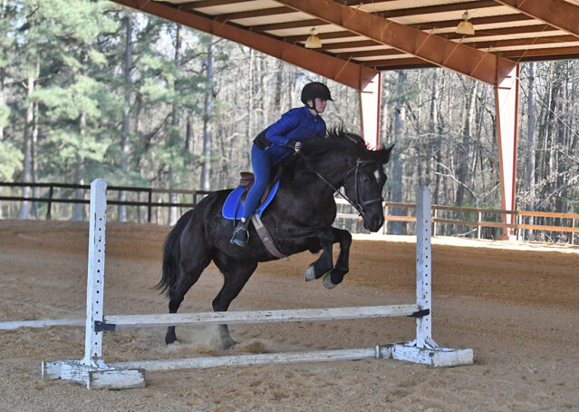 037-Jet-Black-Friesian-cross-gelding-for-sale