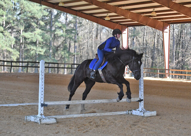 038-Jet-Black-Friesian-cross-gelding-for-sale